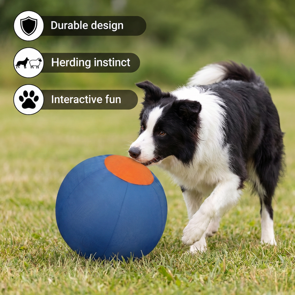 Border collie nudges the blue and orange ball with its nose on grass, with feature icons overlaid 2